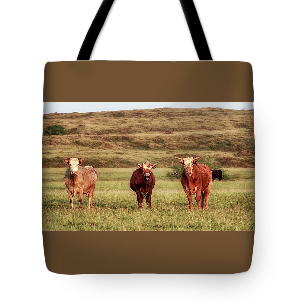 Cattle Tote Bag featuring the photograph Big Island Cows by Susan Rissi Tregoning