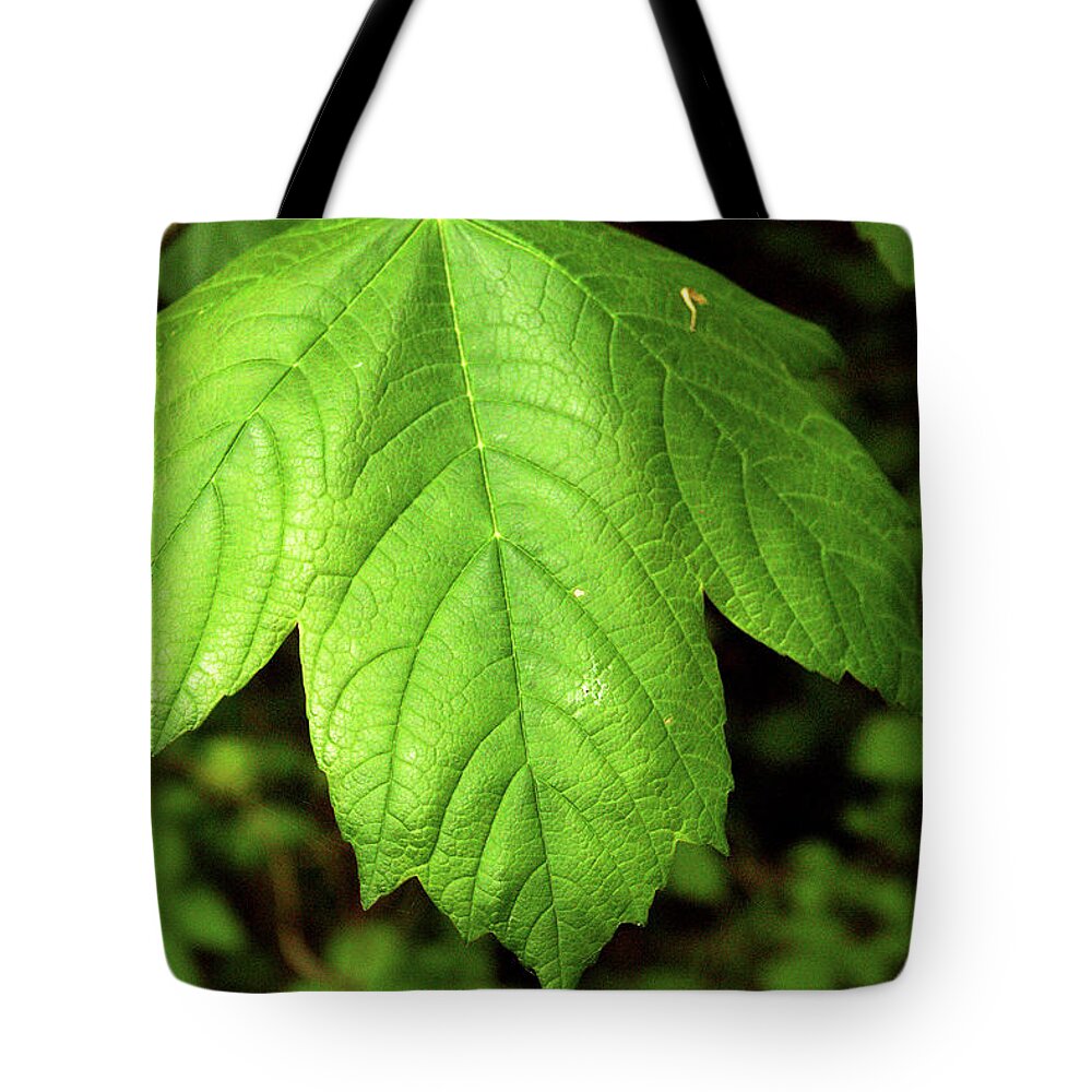 Leaves Tote Bag featuring the photograph Big Leaf by Richard Denyer