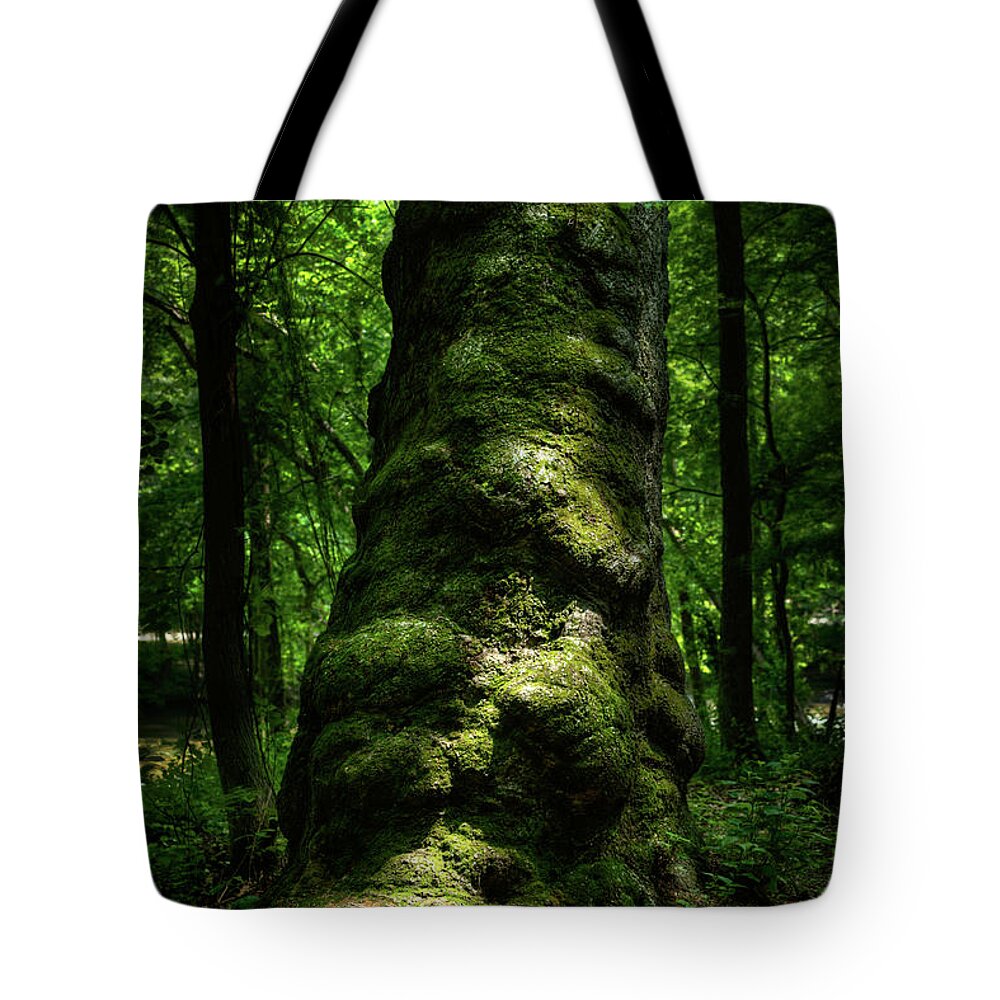 Maryland Tote Bag featuring the photograph Big Moody Tree in Forest by Dennis Dame