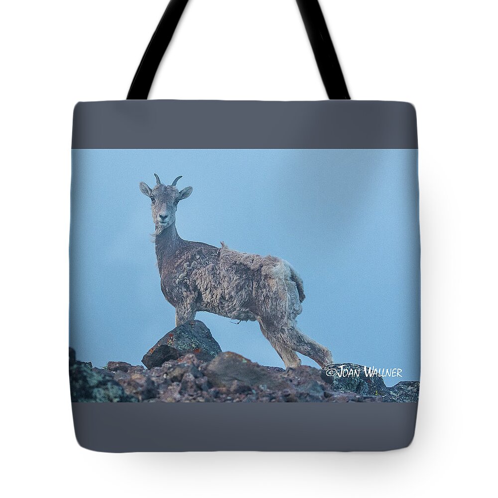 Big Horn Sheep Tote Bag featuring the photograph Big Stance by Joan Wallner