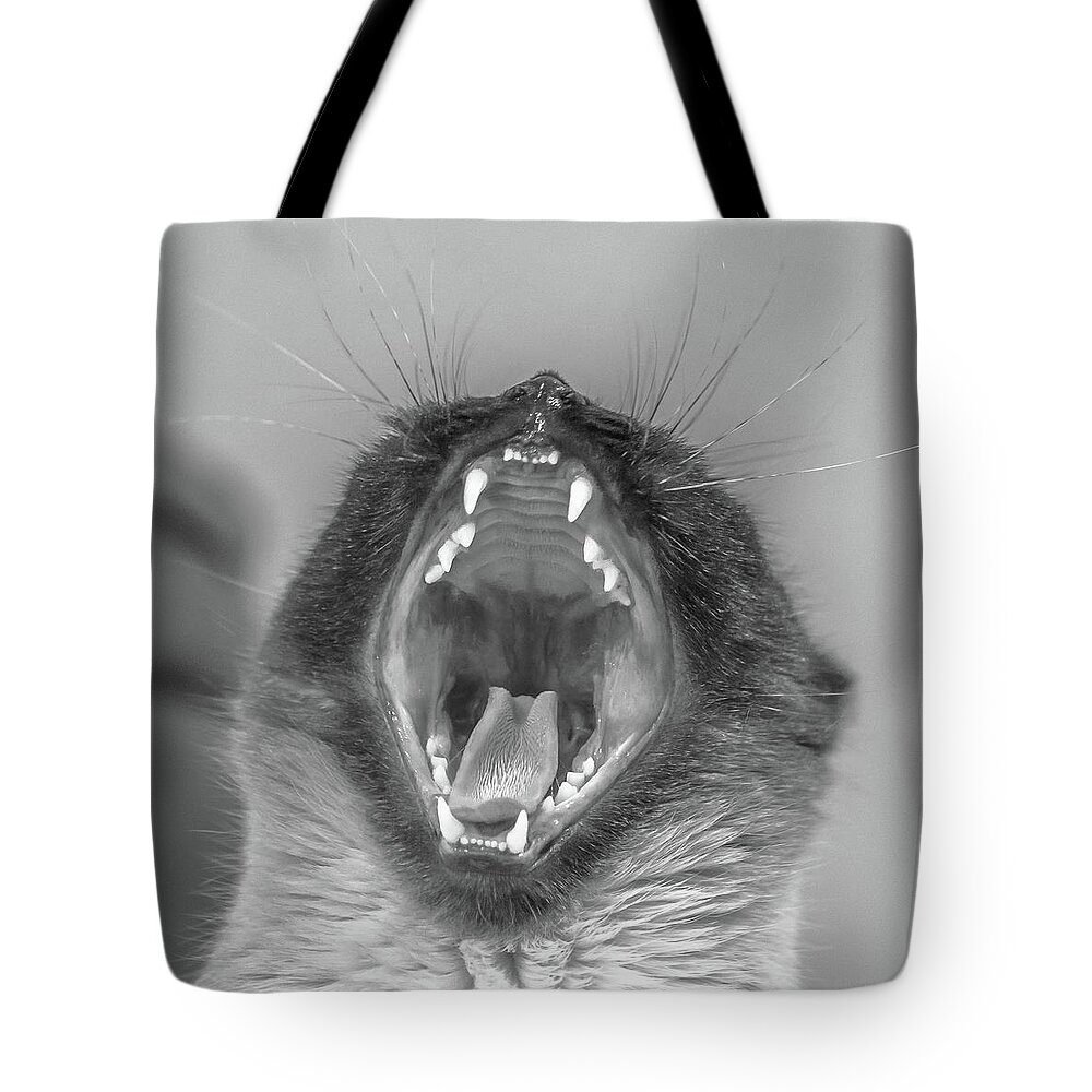 Kitten Tote Bag featuring the photograph Big Yawn by Jennifer Grossnickle