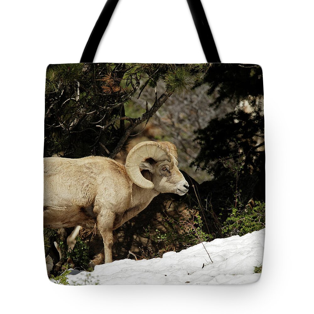 Bighorn Sheep Tote Bag featuring the photograph Bighorn in the Rockies by Natural Focal Point Photography