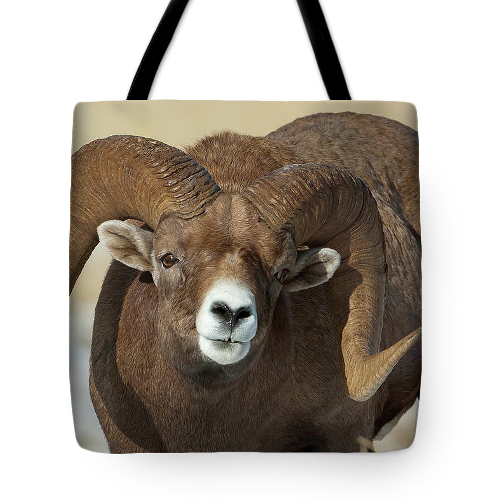 Mark Miller Photos Tote Bag featuring the photograph Bighorn Ram in Montana by Mark Miller