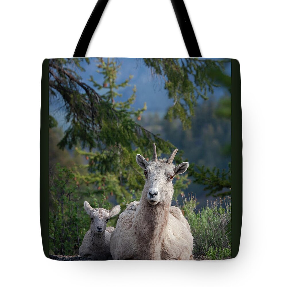 Mark Miller Photos Tote Bag featuring the photograph Bighorn Sheep Family by Mark Miller