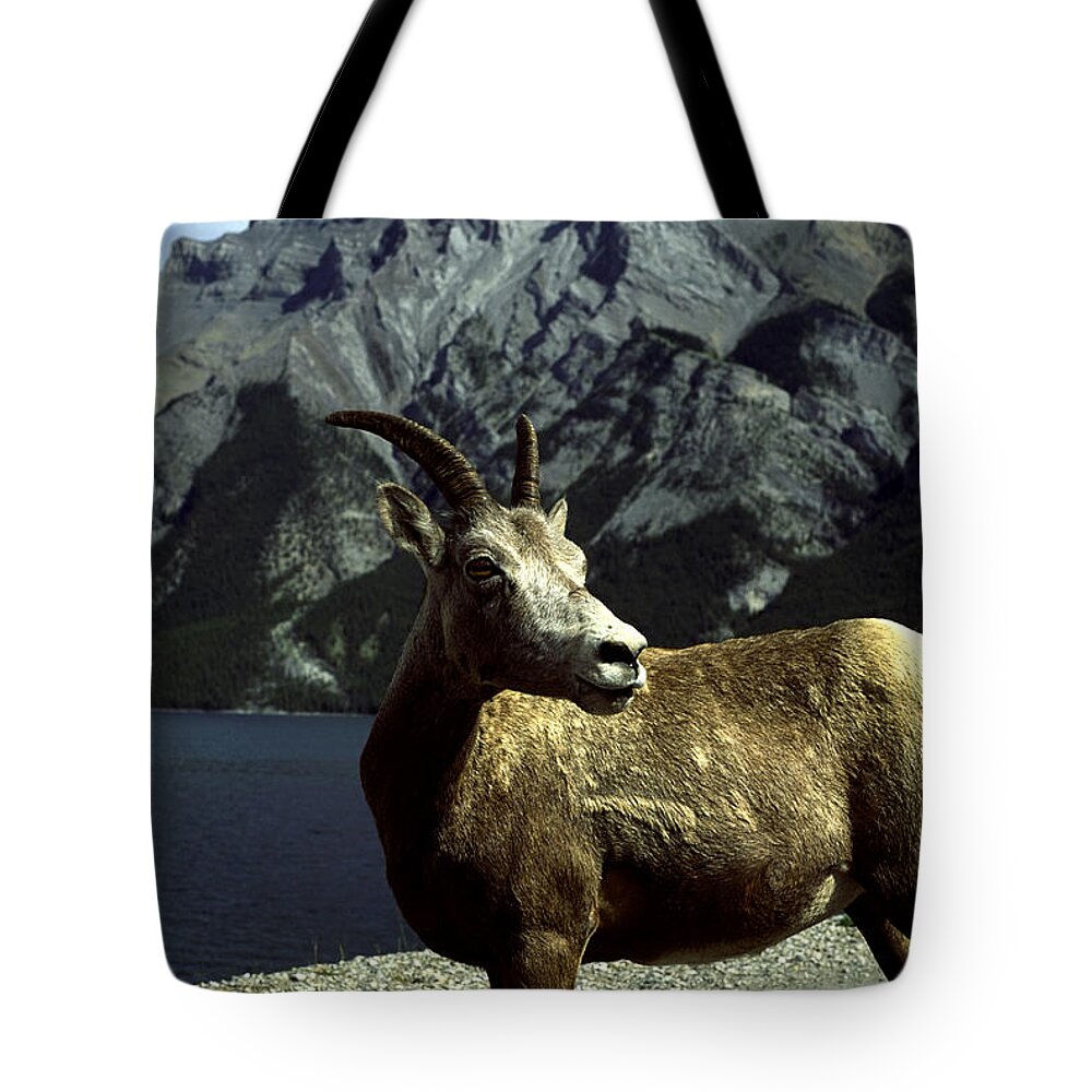 Bighorn Sheep Tote Bag featuring the photograph Bighorn Sheep by Sally Weigand