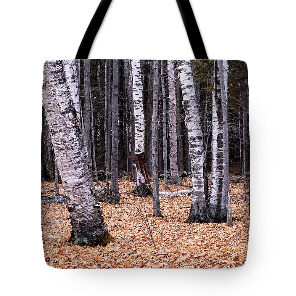 Sunset Lake Road West Brattleboro Vermont Tote Bag featuring the photograph Birch Trees by Tom Singleton