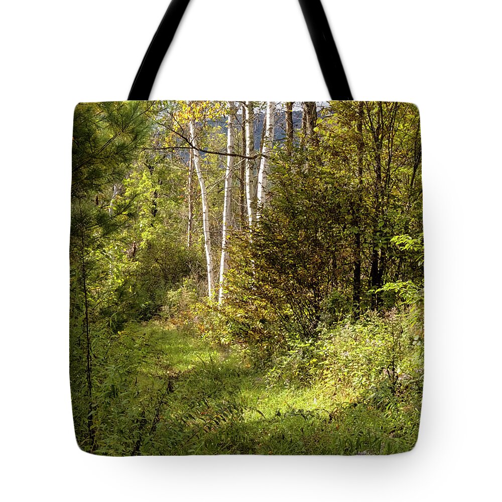 Autumn Birches Tote Bag featuring the photograph Birches On An Autumn Path by Tom Singleton