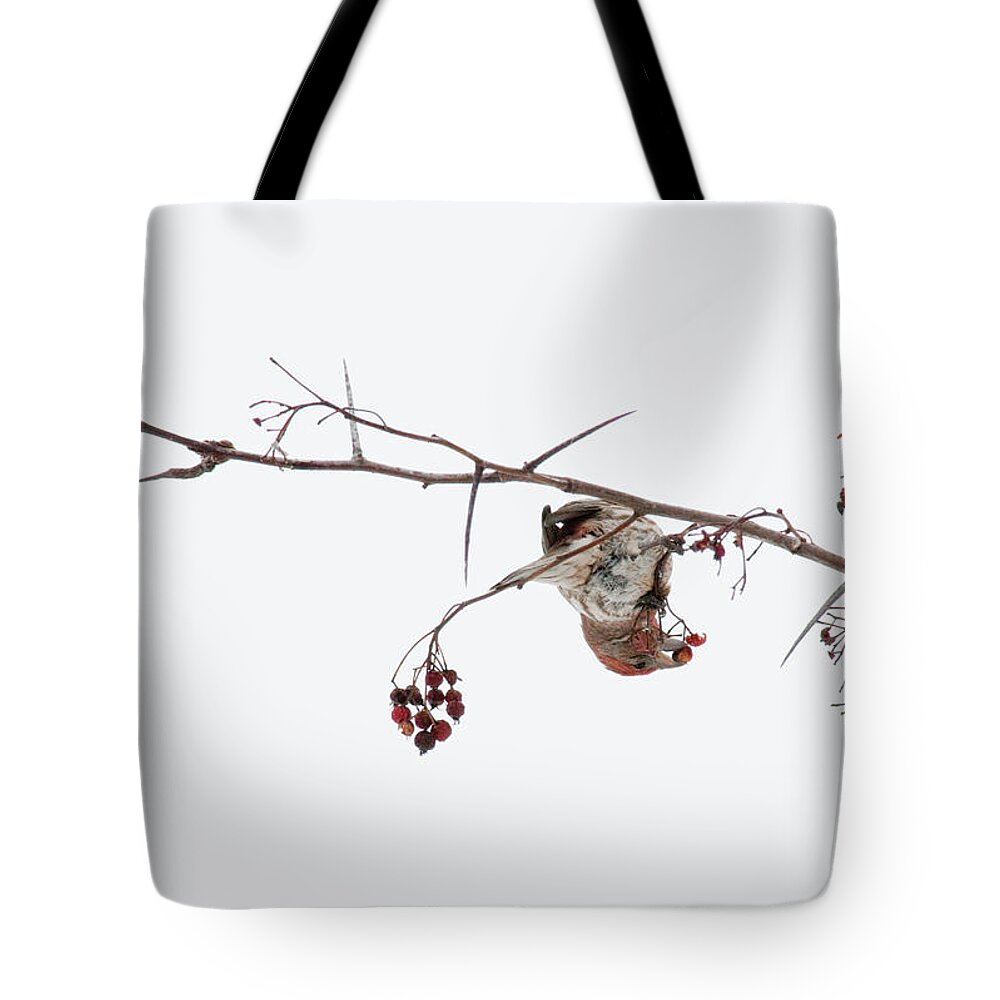 Bird Tote Bag featuring the photograph Bird Eating Berry by David Arment