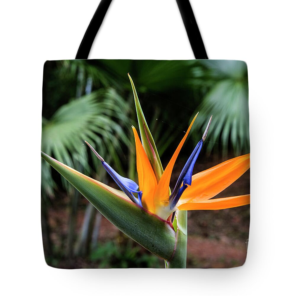 Ecuador Tote Bag featuring the photograph Bird of Paraadise by Kathy McClure