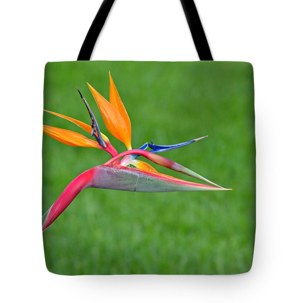 Bird Of Paradise Tote Bag featuring the photograph Bird of Paradise by Carolyn Mickulas