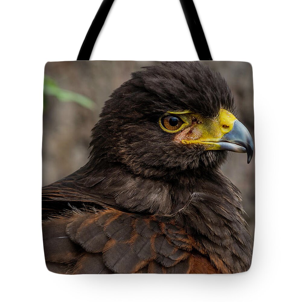 Young Bird Tote Bag featuring the photograph Bird of Prey by Wolfgang Stocker