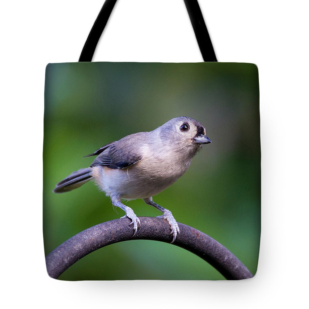 Bird Tote Bag featuring the photograph Bird sees photographer by Valerie Cason