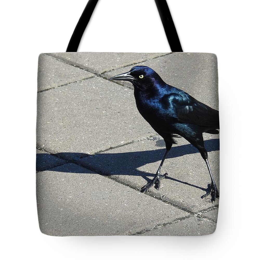 Grackle Tote Bag featuring the photograph Bird Shadowing by Jan Gelders