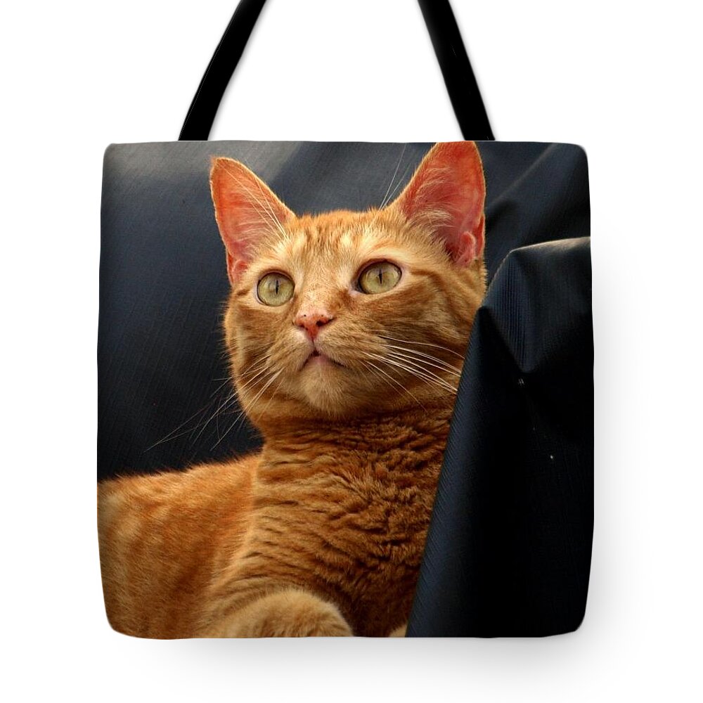 Cats Tote Bag featuring the photograph Bird Watching by Terrie Stickle