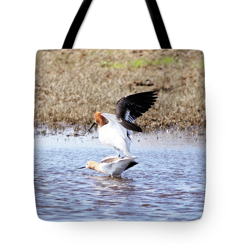Birds Do It Tote Bag featuring the photograph Birds Do It by Alyce Taylor