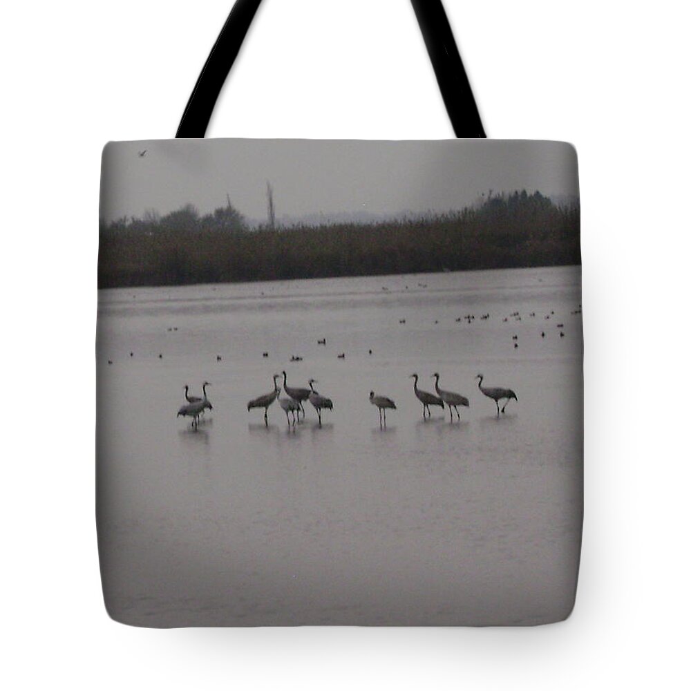 Birds Tote Bag featuring the photograph Birds7 by Moshe Harboun
