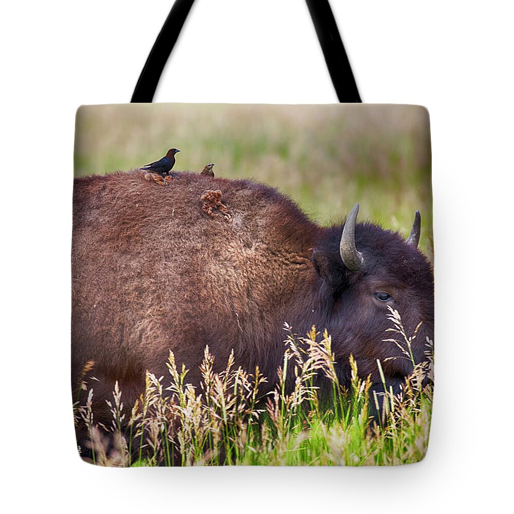 Bison Tote Bag featuring the photograph Bison and Blackbirds #1 by Hugh Smith