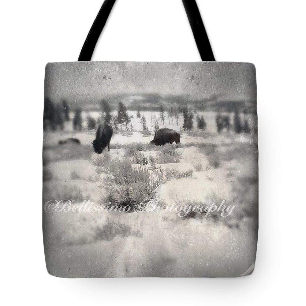  Tote Bag featuring the photograph Bison by Briana Bell