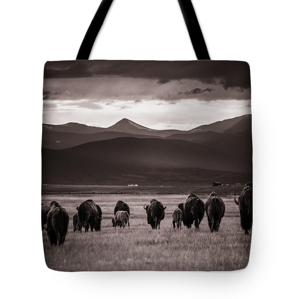 American West Tote Bag featuring the photograph Bison Herd into the sunset - BW by Chris Bordeleau
