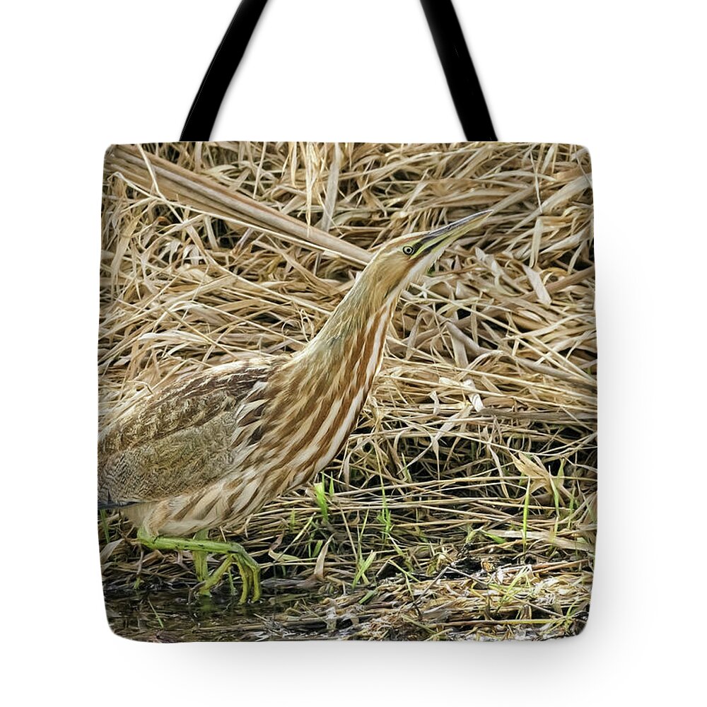 Bittern On The Hunt Tote Bag featuring the photograph Bittern on the Hunt by Wes and Dotty Weber