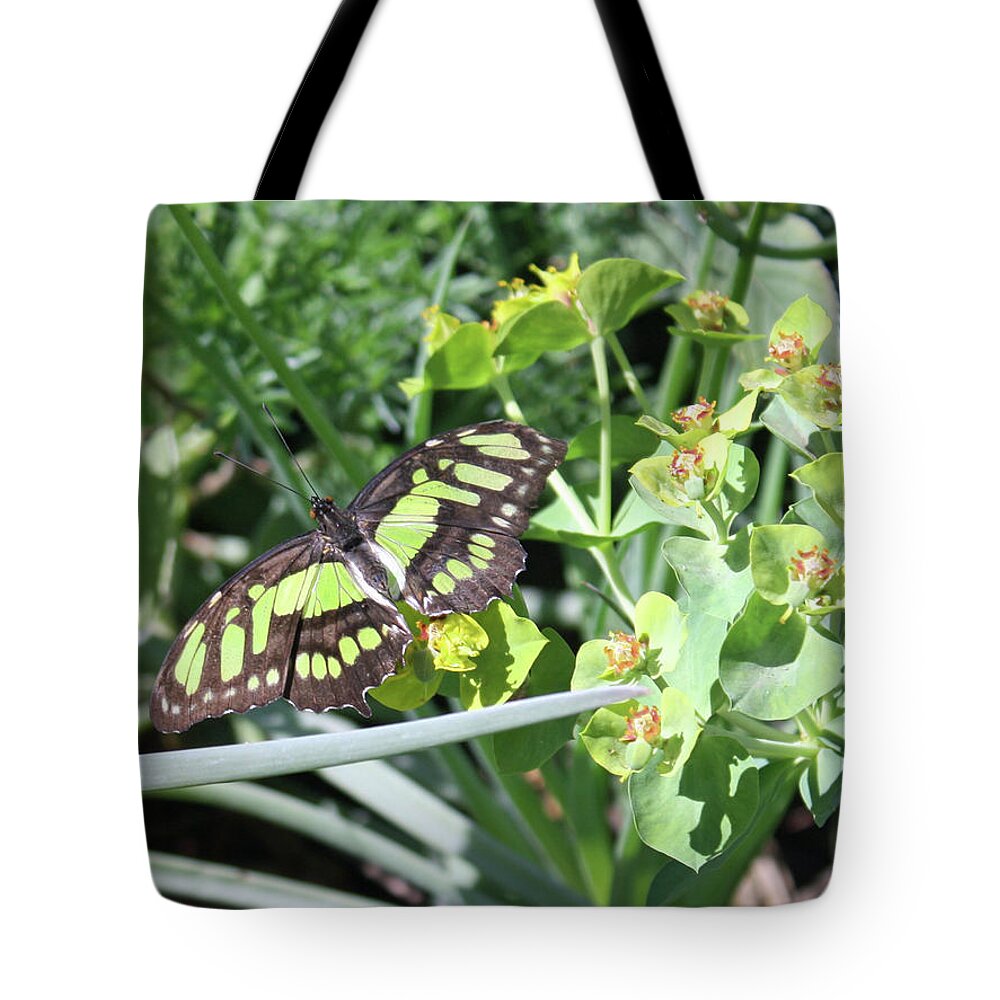 Butterfly Tote Bag featuring the photograph Black and Green Butterfly by Kelly Holm