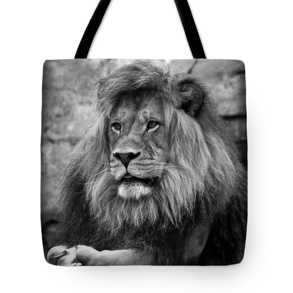  Lion Tote Bag featuring the photograph Black and White Lion Pose by Steve McKinzie