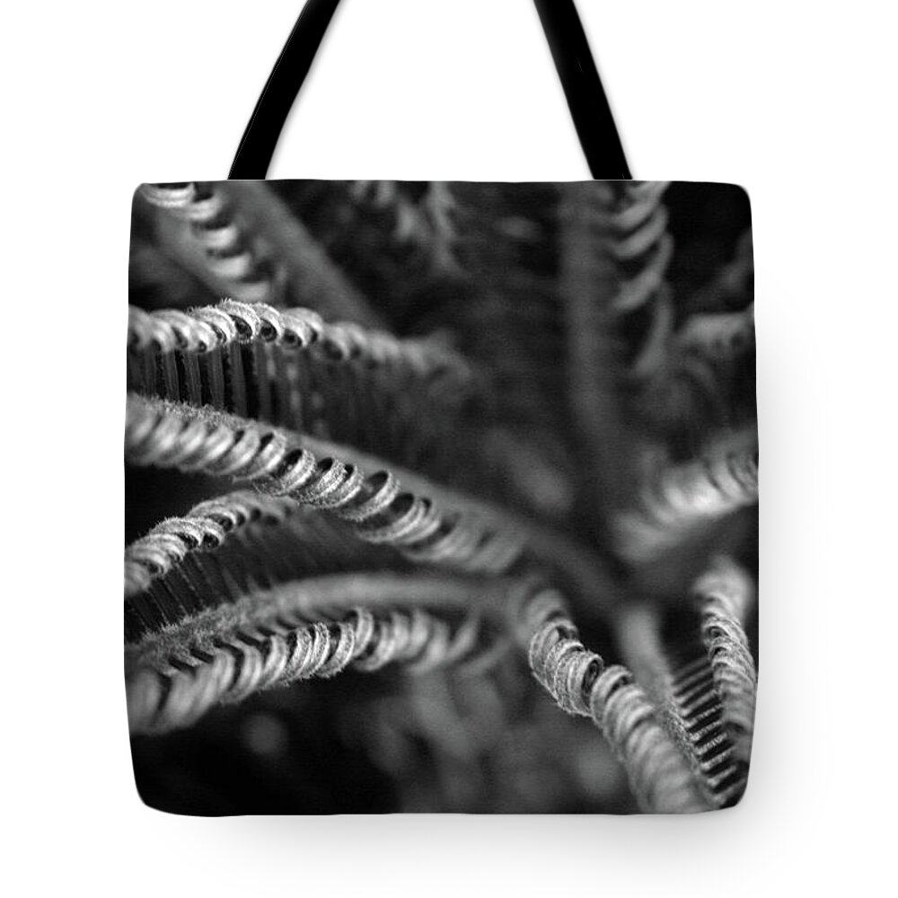 Palm Fronds Tote Bag featuring the photograph Black and White Palm Abstract 3624 BW_2 by Steven Ward