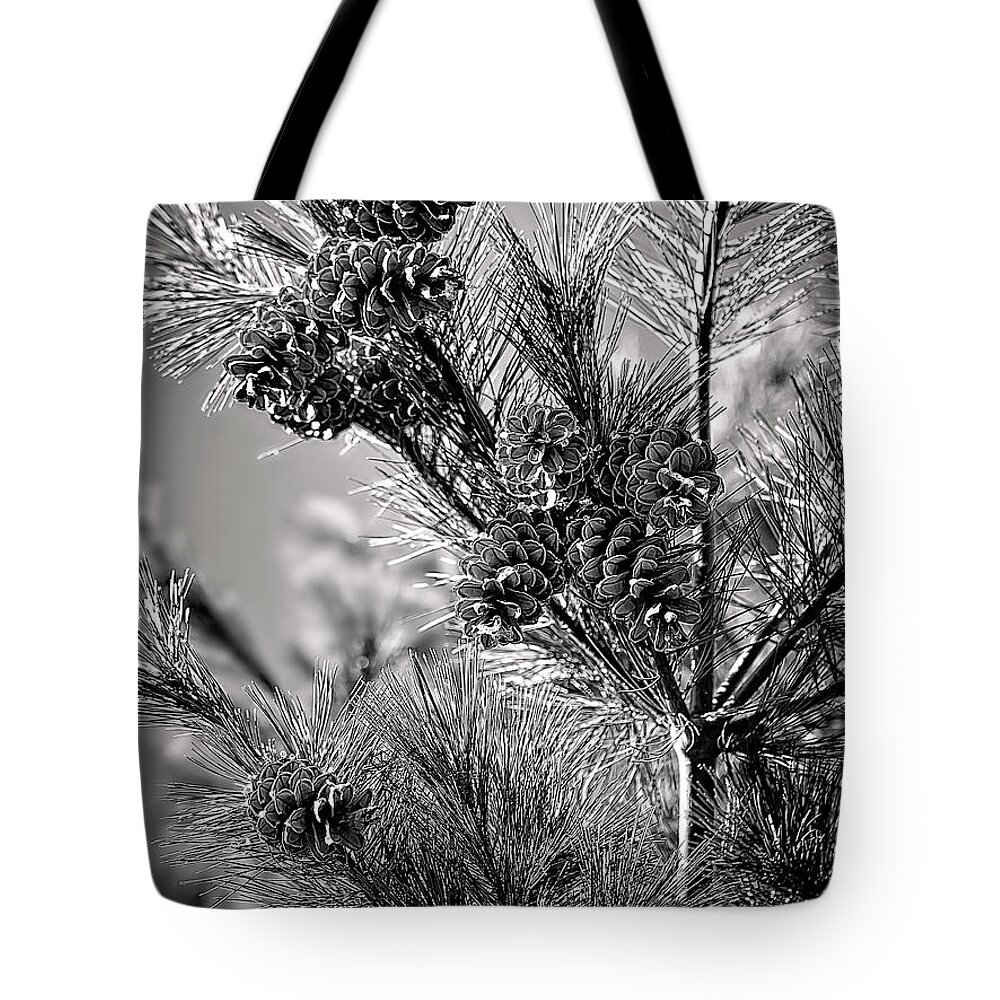 Black And White Pine Tree Print Tote Bag featuring the photograph Black and White Pine Print by Gwen Gibson