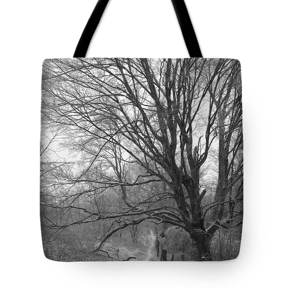  Tote Bag featuring the photograph Black and White Study of a Tree by Aggy Duveen