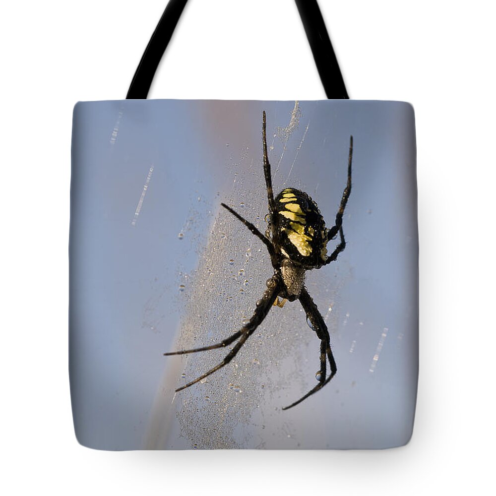 Arachnids Tote Bag featuring the photograph Black and Yellow Garden Spider by Robert Potts