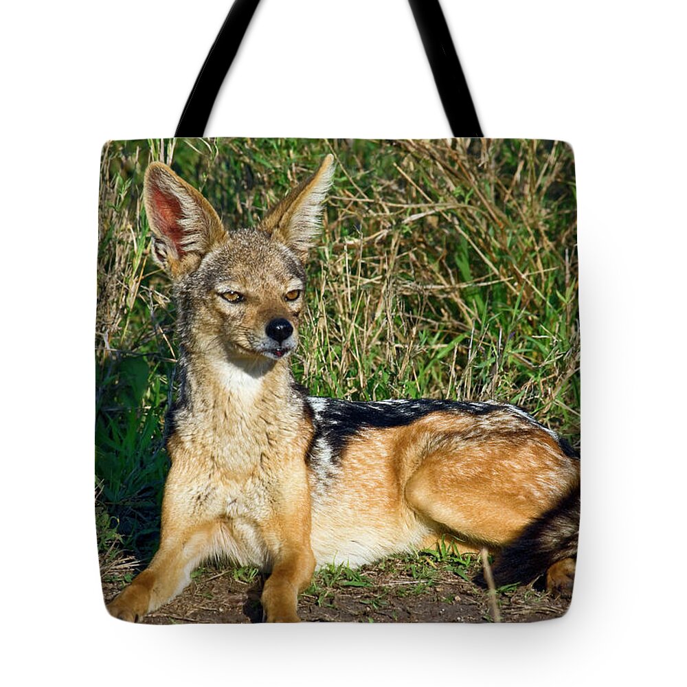 Black-backed Jackal Tote Bag featuring the photograph Black-backed Jackal by Sally Weigand