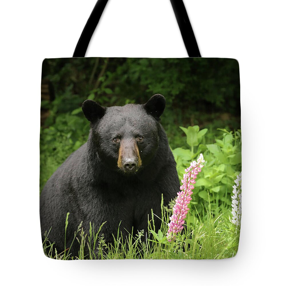 Bear Tote Bag featuring the photograph Black Bear and Lupines by Duane Cross