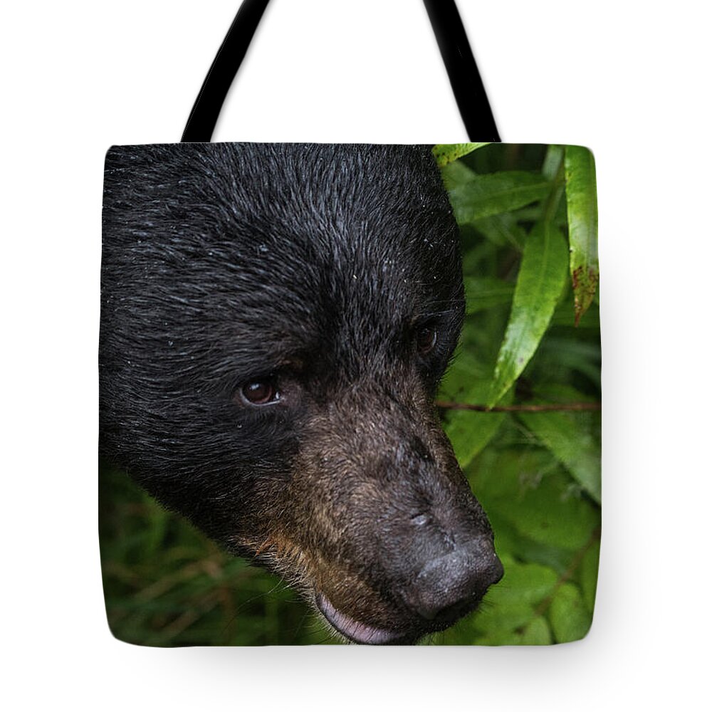 Bear Tote Bag featuring the photograph Black Bear by David Kirby