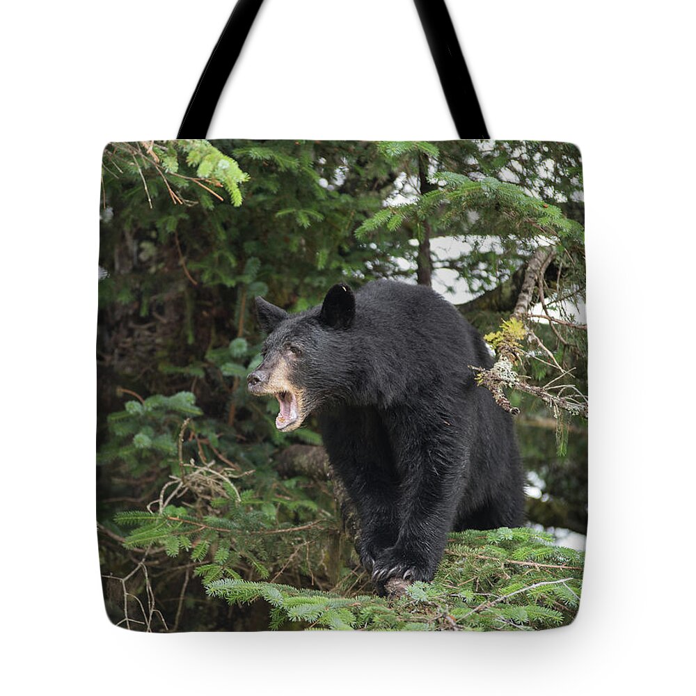 Black Bear Tote Bag featuring the photograph Black Bear Yawn by David Kirby