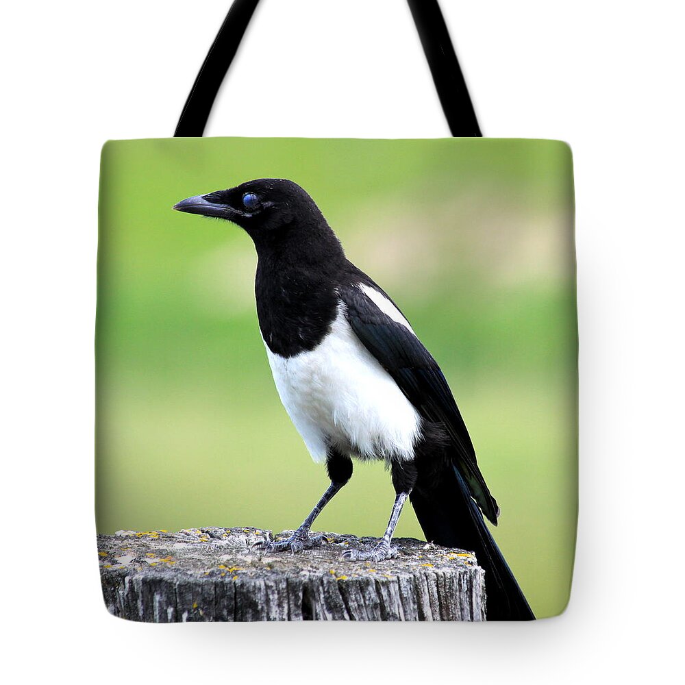 Black Tote Bag featuring the photograph Black-billed Magpie #1 by Karon Melillo DeVega