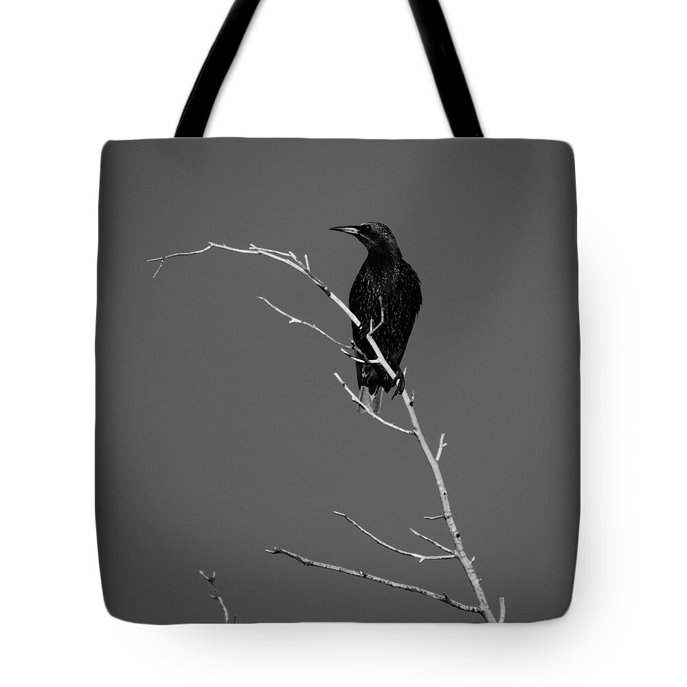Black Bird Tote Bag featuring the photograph Black Bird on a Branch by Bill Tomsa
