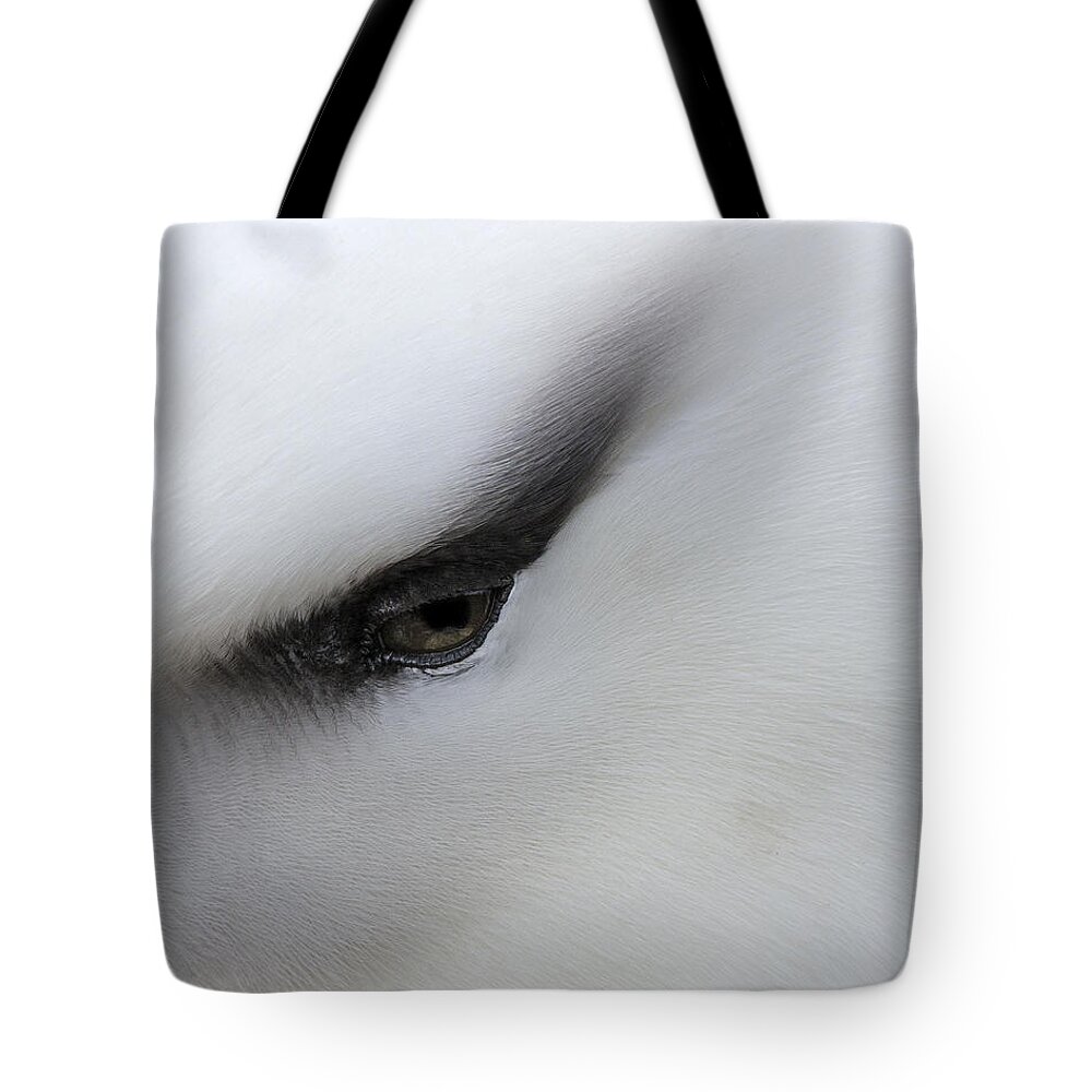 Black-browed Albatross Tote Bag featuring the photograph Black Brow 2016 by Tony Beck