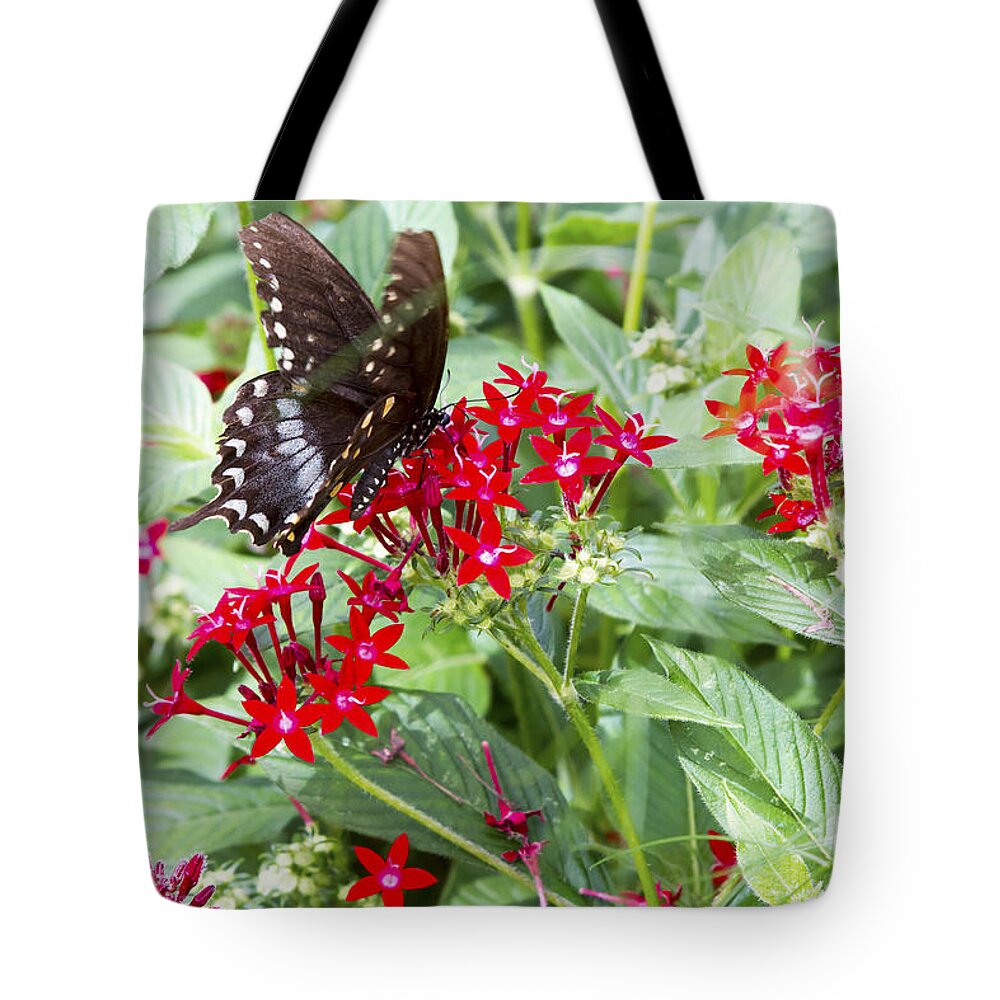 Butterfly Tote Bag featuring the photograph Black Butterfly in Field of Red Flowers by Karen Foley