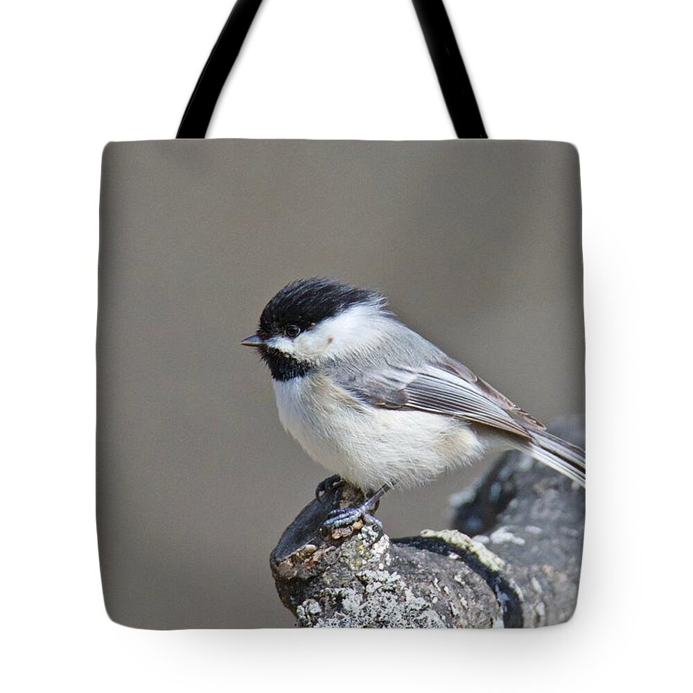 Black Tote Bag featuring the photograph Black Capped Chickadee 1128 by Michael Peychich