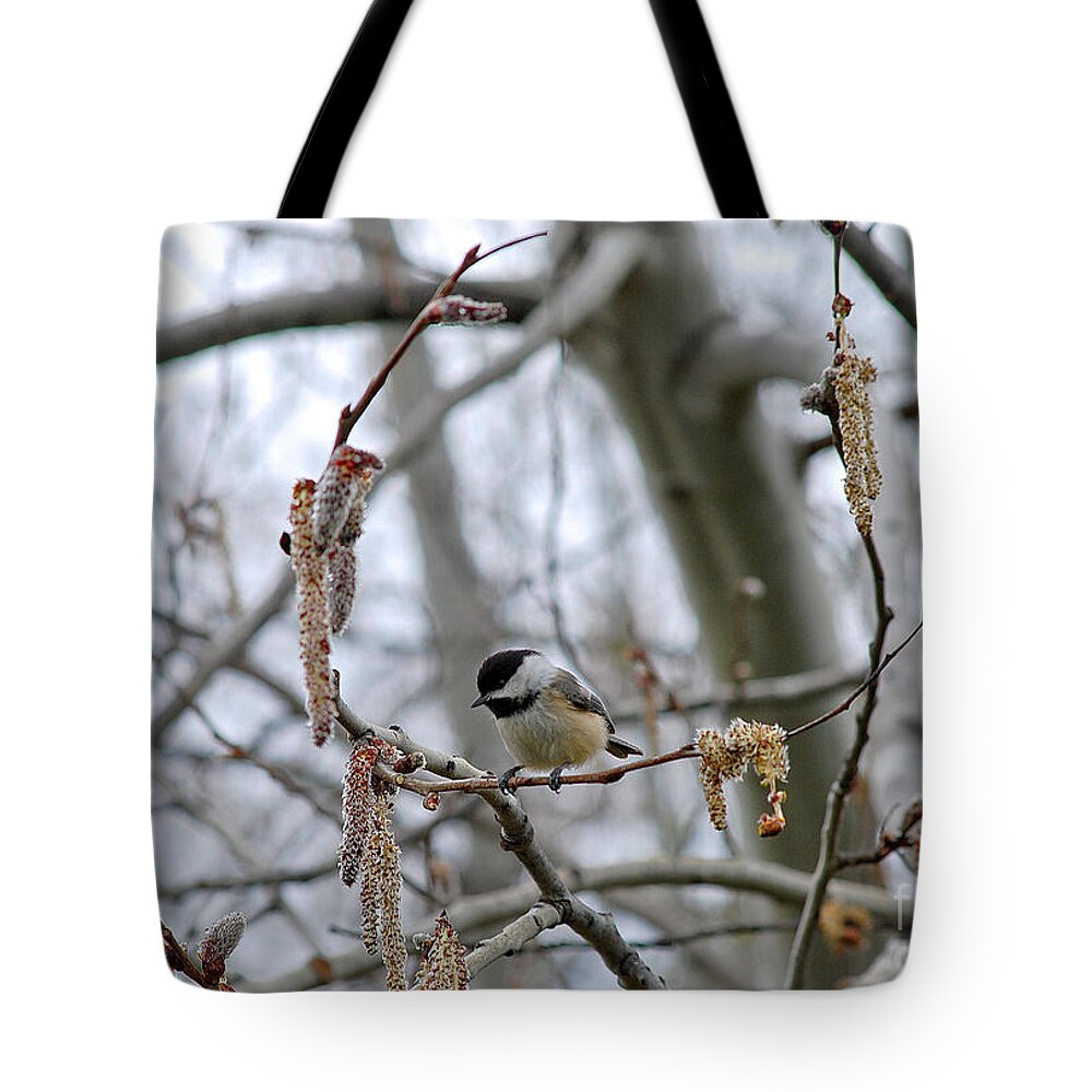 Black Tote Bag featuring the photograph Black-capped Chickadee 20120321_38a by Tina Hopkins