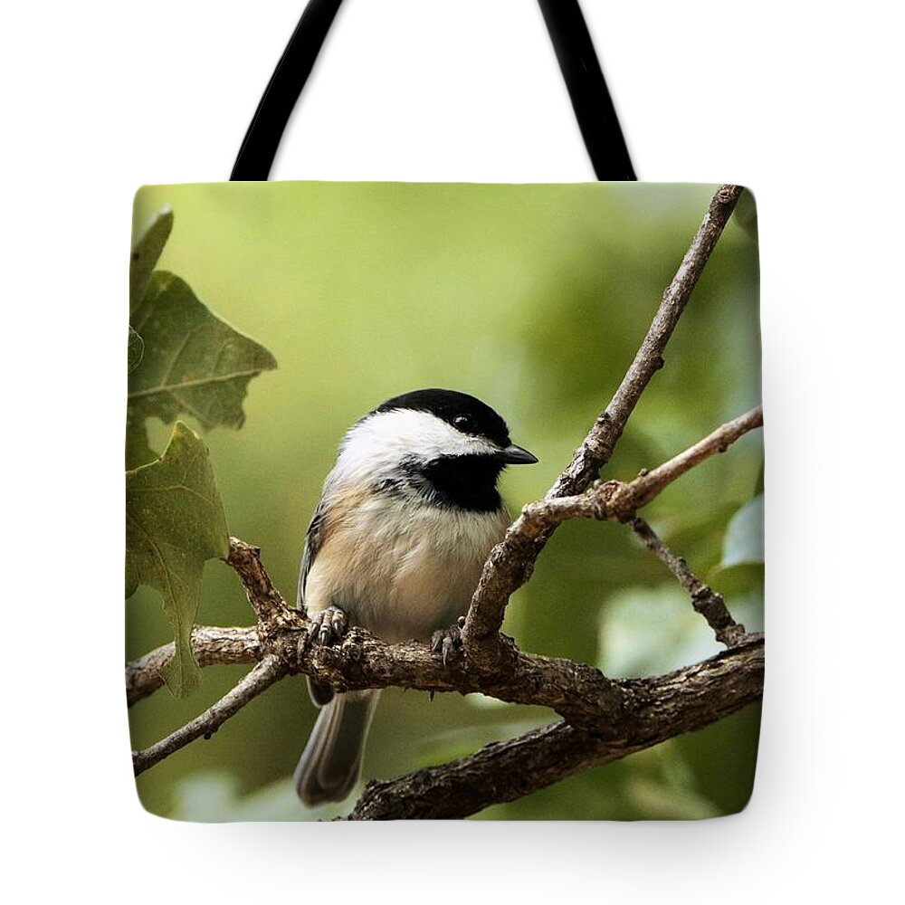Nature Tote Bag featuring the photograph Black Capped Chickadee on Branch by Sheila Brown