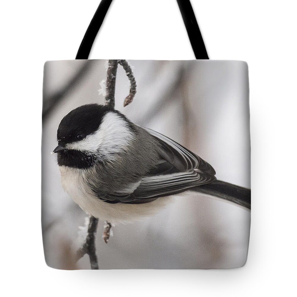 Alaskan Birch Tote Bag featuring the photograph Black-Capped Portait by Ian Johnson