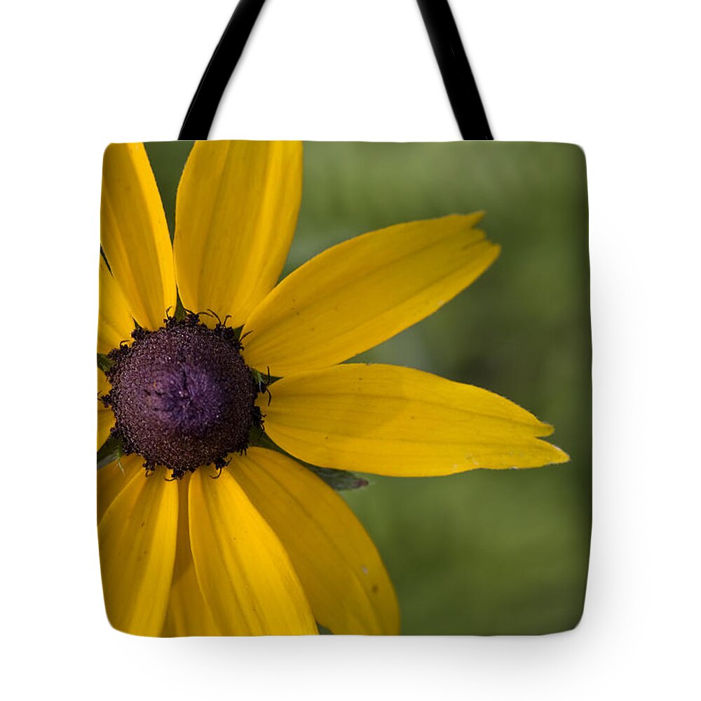 Flower Tote Bag featuring the photograph Black-eyed Susan by Bob Decker