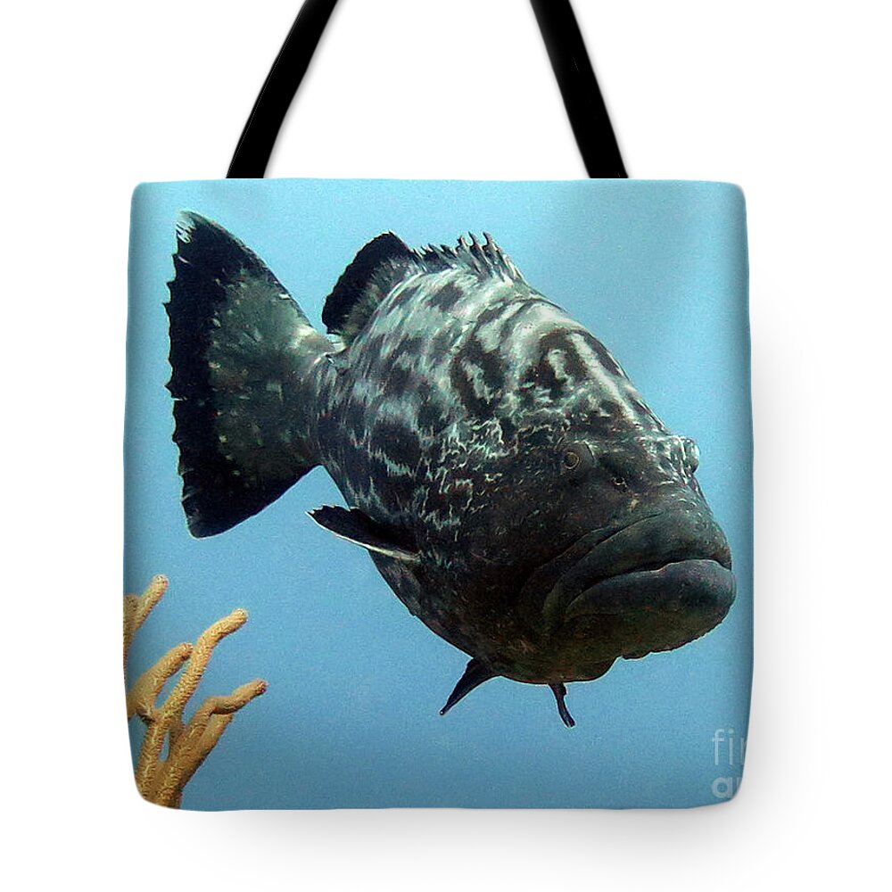 Underwater Tote Bag featuring the photograph Black Grouper by Daryl Duda