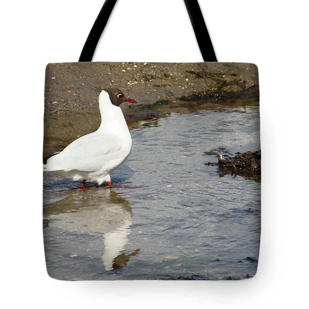 Bird Tote Bag featuring the photograph Black Headed Gull and Reflection by Adrian Wale