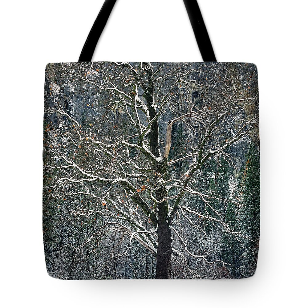 Black Oak Tote Bag featuring the photograph Black Oak Quercus Kelloggii With Dusting Of Snow by Dave Welling