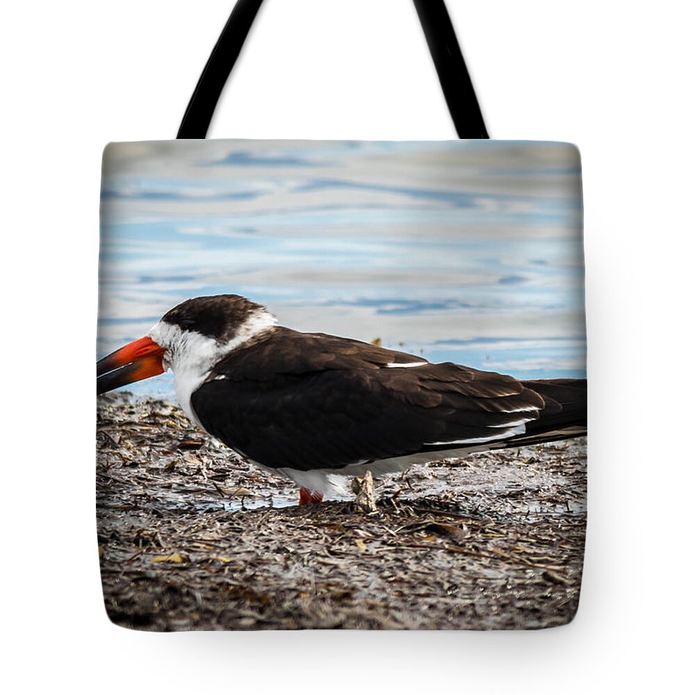 Birds Tote Bag featuring the photograph Black Skimmer by George Kenhan