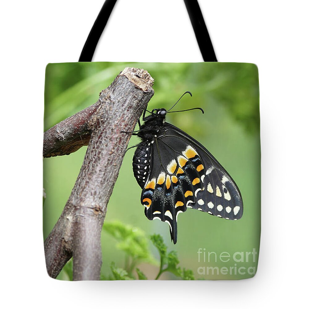 Black Swallowtail Tote Bag featuring the photograph Black Swallowtail and Chrysalis by Robert E Alter Reflections of Infinity