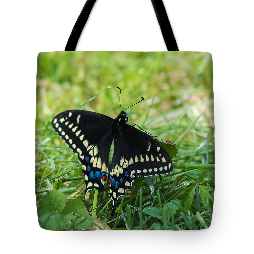 Black Swallowtail Butterfly Tote Bag featuring the photograph Black Swallowtail Butterfly by Holden The Moment