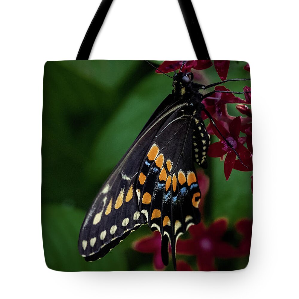 Black Swallowtail Butterfly Tote Bag featuring the photograph Black Swallowtail Butterfly by Jay Stockhaus